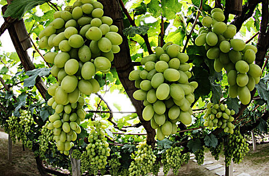 葡萄成熟