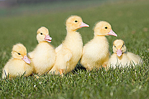 五个,小鸭子,草地