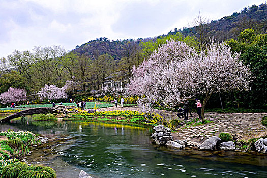 杭州太子湾公园樱花