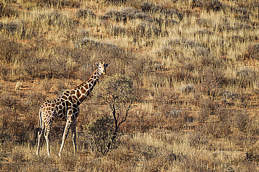 南方长颈鹿,长颈鹿,雄性,沙丘,卡拉哈里沙漠,卡拉哈迪大羚羊国家公园,南非,非洲