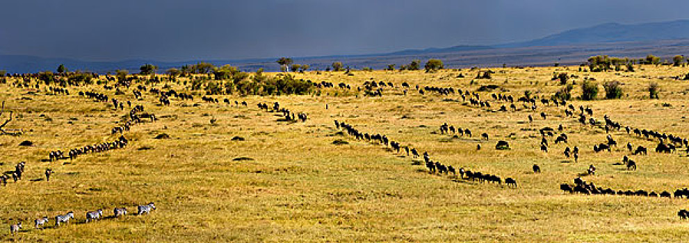 全景,角马,迁徙,马塞马拉野生动物保护区,肯尼亚