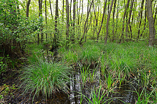 沼泽,树林,春天,黑森州,德国
