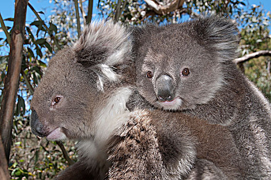 树袋熊,母亲,维多利亚,澳大利亚