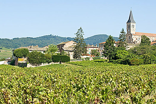 葡萄园,博若莱葡萄酒,乡村,法国