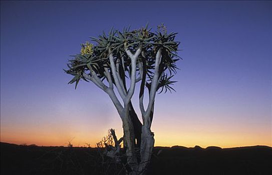 抖树,二歧芦荟,纳米比诺克陆夫国家公园,纳米比亚