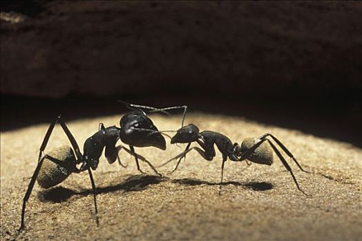蚂蚁,蚁科,一对,沟通,国家公园,西部,南非