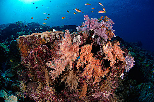 珊瑚,靠近,海岸线,塞舌尔