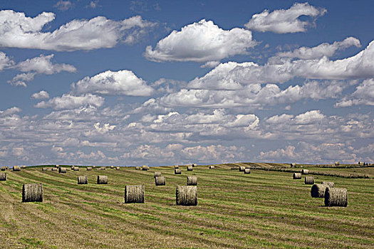 干草包,土地,艾伯塔省,加拿大