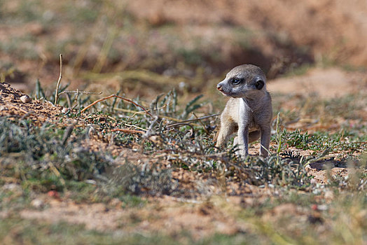 猫鼬,细尾獴属,幼兽,雄性,向外看,警惕,卡拉哈迪大羚羊国家公园,北开普,南非,非洲