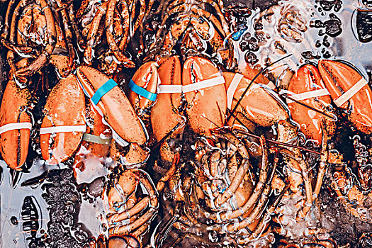 海洋鱼类及龙虾等创意图片素材照片