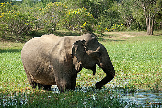 大象,斯里兰卡,一月,2009年