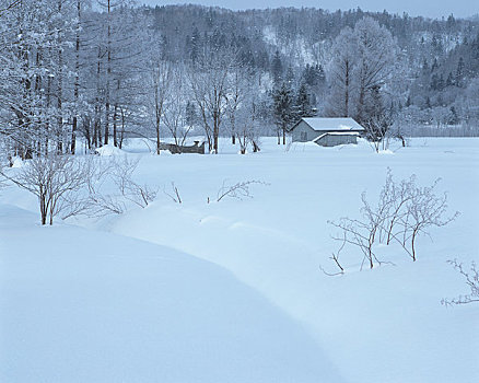 雪原,房子