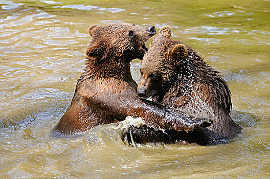 幼兽,棕熊,水中,巴伐利亚森林国家公园,德国