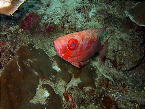 红色,热带鱼