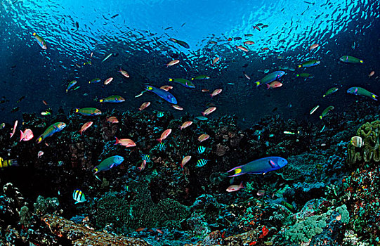 彩色,鱼,珊瑚礁,科莫多,印度,印度尼西亚