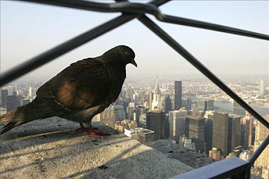 美国,纽约,鸽子,注视,帝国大厦