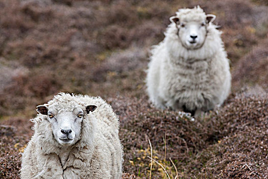 设得兰群岛,绵羊,传统,北方,岛,苏格兰