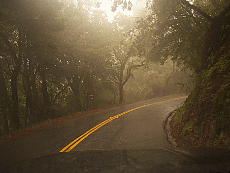 弯路,树,薄雾,加利福尼亚,美国