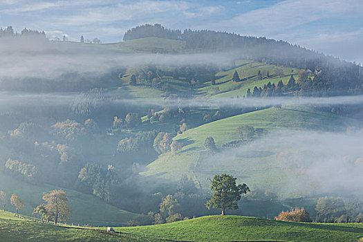 德国,巴登符腾堡,黑森林,晨雾,秋天