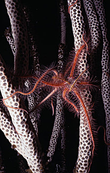 海蛇尾,珊瑚,水下