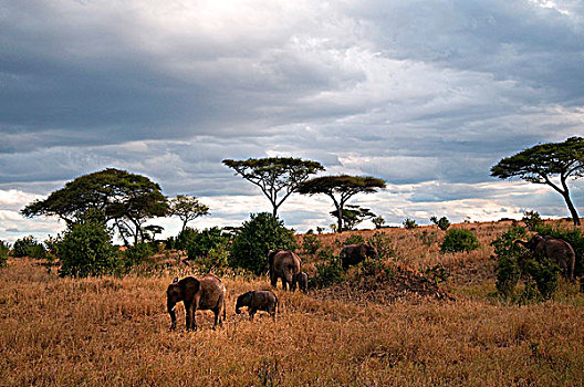 家庭,非洲象,土地,塔兰吉雷国家公园,坦桑尼亚