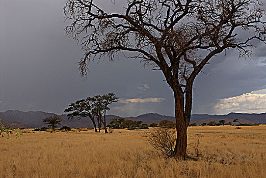 纳米比亚,草原,刺槐,国家公园