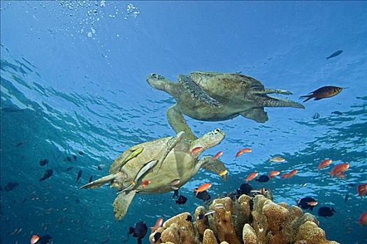 马来西亚,两个,绿海,海龟,龟类,游动,上方,珊瑚礁