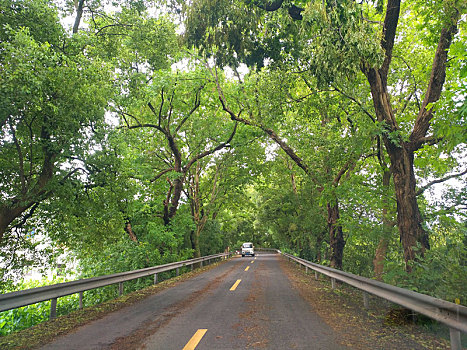 自驾游,林荫路