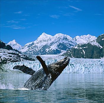 数码合成,鲸跃,驼背鲸,冰河,景色,合成效果