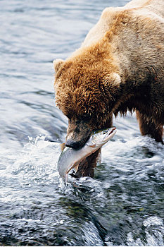 大灰熊,抓住,鱼,卡特麦国家公园,阿拉斯加,美国