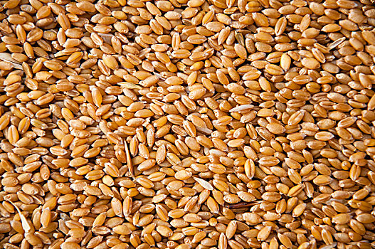 成熟饱满的小麦颗粒