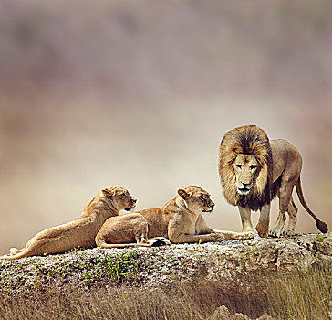 家族,狮子