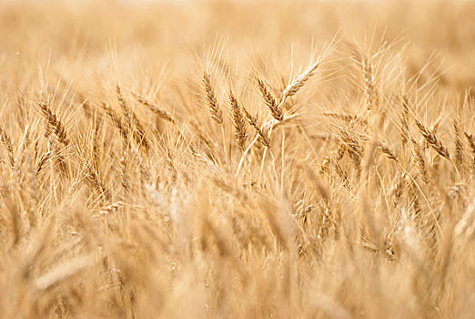 金色,小麦,艾伯塔省,加拿大