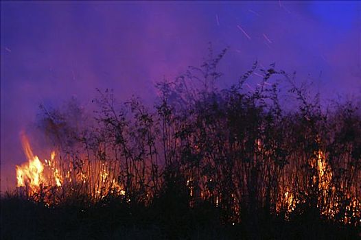 灌丛火灾,夜晚,奶奶,查科,巴拉圭