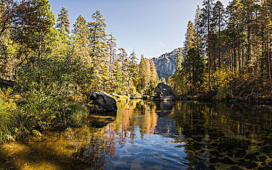风景,树林,河,优胜美地国家公园,加利福尼亚,美国