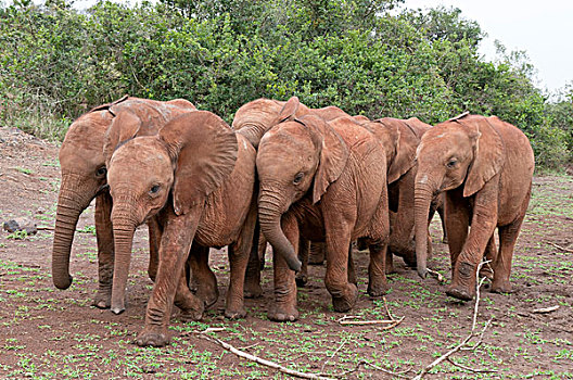 非洲象,救助,内罗毕,肯尼亚