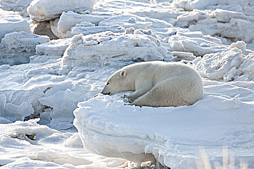 睡觉,北极熊,卧,冰,堆,海岸,哈得逊湾,靠近,海豹,河,河口,北方,丘吉尔市,曼尼托巴