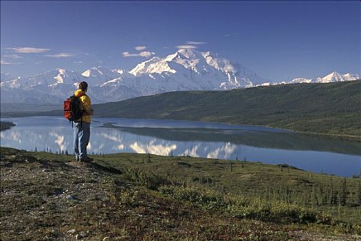 男人,山,麦金利山,夏天,室内,阿拉斯加