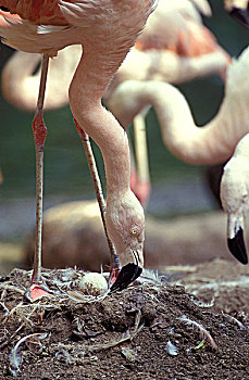 智利红鹤,巢穴,照顾,卵,蛋