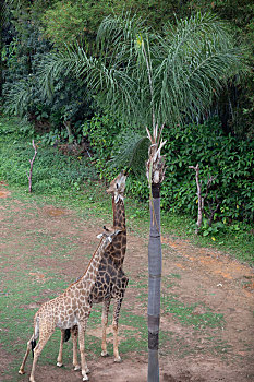 广州长隆野生动物园在吃树叶的长颈鹿