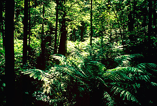 雨林,图像,澳大利亚