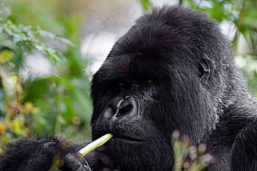 山地大猩猩,大猩猩,喂食,火山国家公园,卢旺达