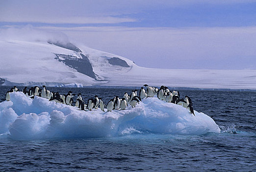 南极,保利特岛,阿德利企鹅,冰山,浮冰