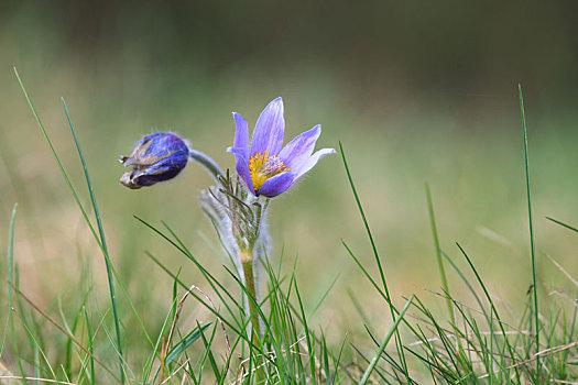 盛开,花,紫色