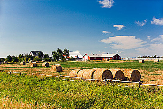 农场,艾伯塔省,加拿大