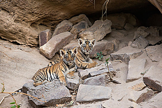 孟加拉虎,虎,四个,星期,老,幼兽,巢穴,班德哈维夫国家公园,印度