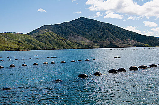 新西兰,南岛,绿色,贻贝,室外,马尔伯勒,船,贻贝养殖,风景,声音