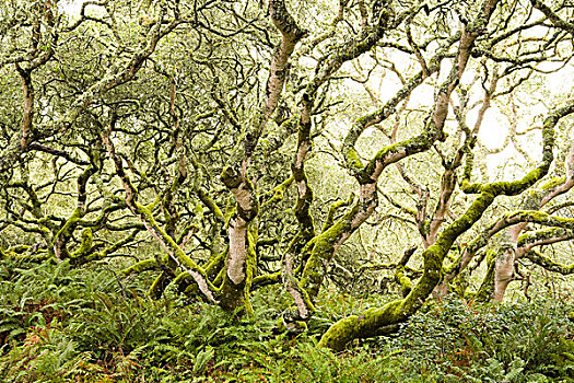树,剑蕨类植物,混合,常绿植物,树林,雷斯岬,国家海岸,加利福尼亚