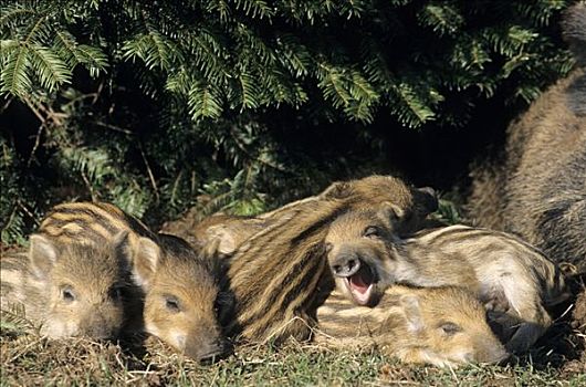 野猪,睡觉,旁侧,母兽,石荷州,德国,特写