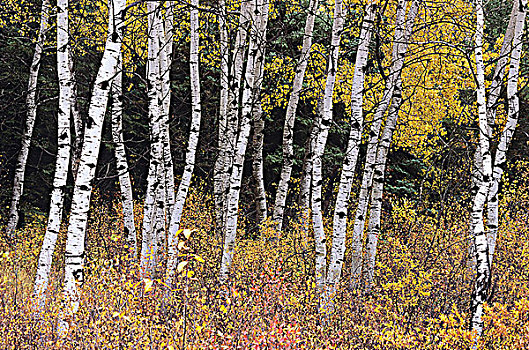 白杨,秋色,赖丁山国家公园,曼尼托巴,加拿大
